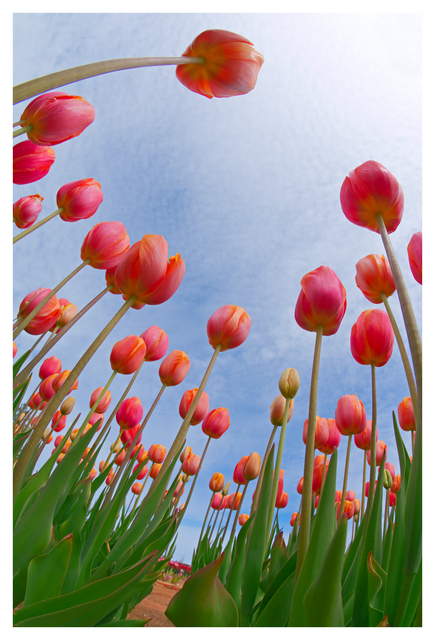 Tulips 2025 2 Nature Images