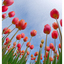 Tulips 2025 2 - Nature Images