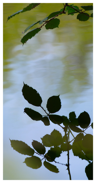 Reflection 2025 1 Nature Images