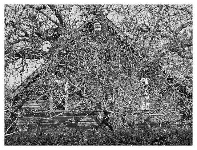 Tree House 2025 1 Black & White and Sepia