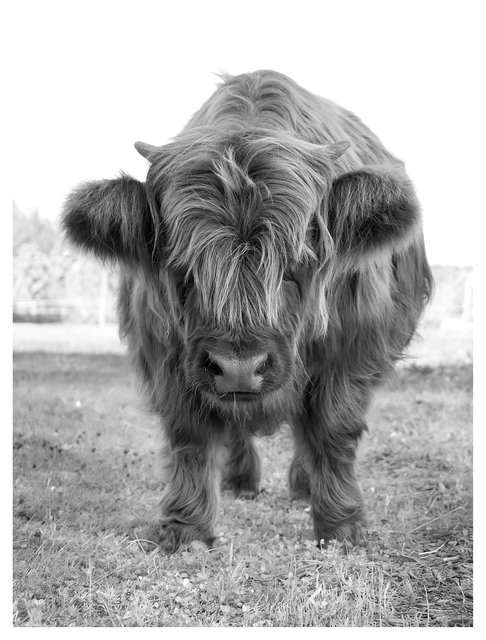 Little Cow 2025 1 Black & White and Sepia