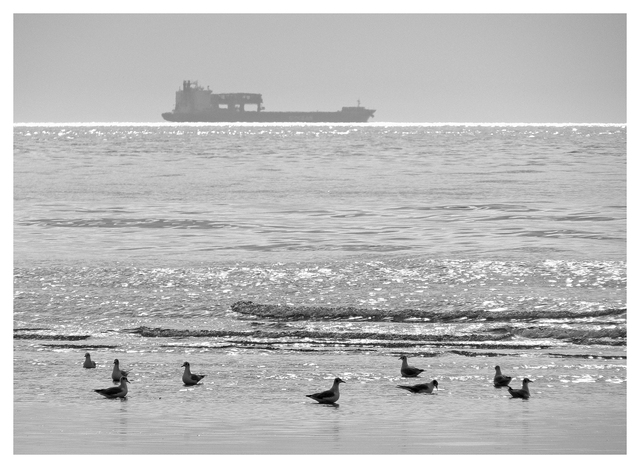 Point Holmes 2025 6 Black & White and Sepia