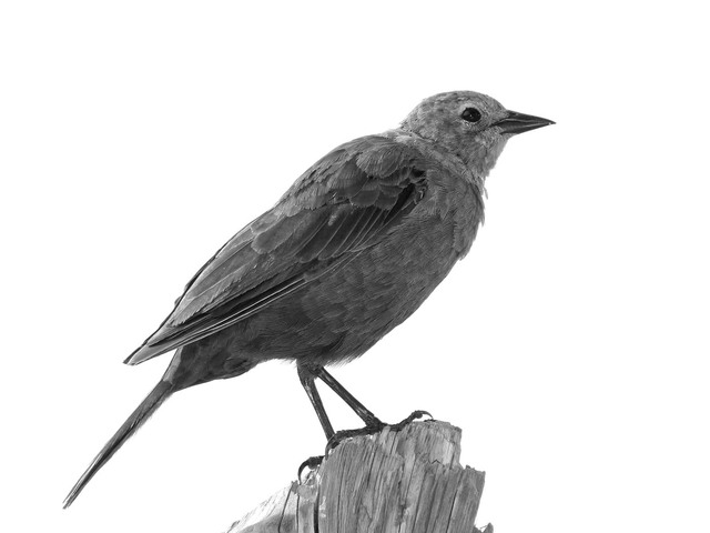 Sparrow 2025 5 Black & White and Sepia