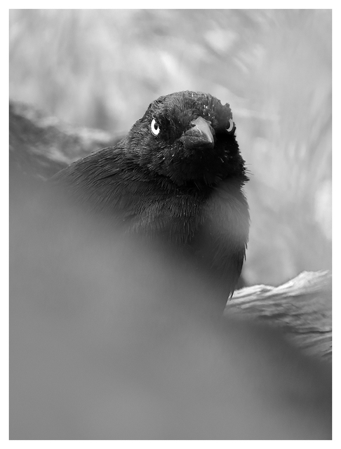 Brewers Blackbird 2025 1 Black & White and Sepia