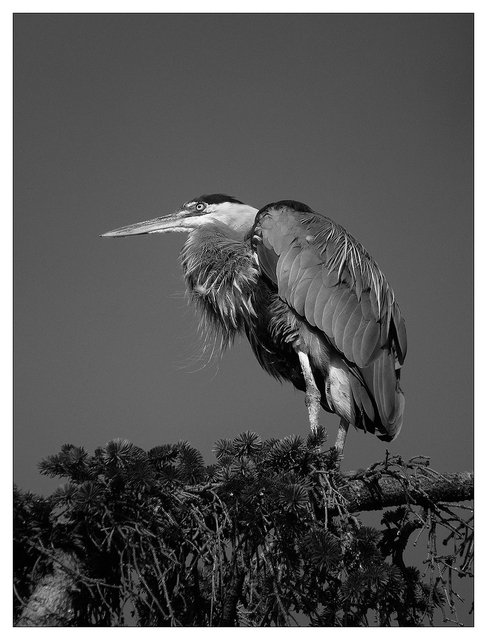 Heron 2025 4 Black & White and Sepia