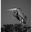 Heron 2025 4 - Black & White and Sepia