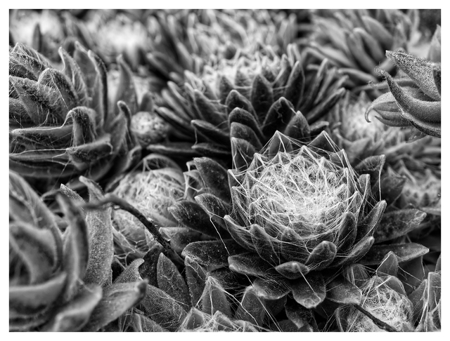 Hens and Chicks 2025 1 Black & White and Sepia