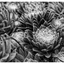 Hens and Chicks 2025 1 - Black & White and Sepia