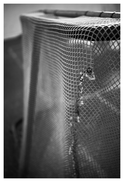 Old Rink 2025 10 Black & White and Sepia