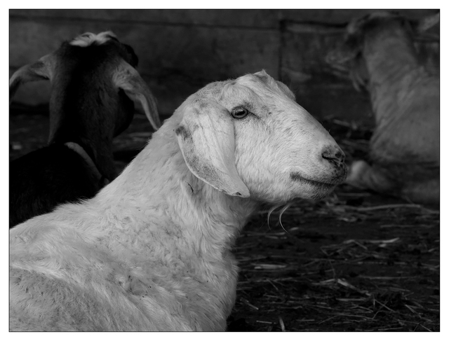 Cheese Farm 2025 10 Black & White and Sepia