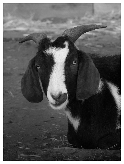 Cheese Farm 2025 14 Black & White and Sepia