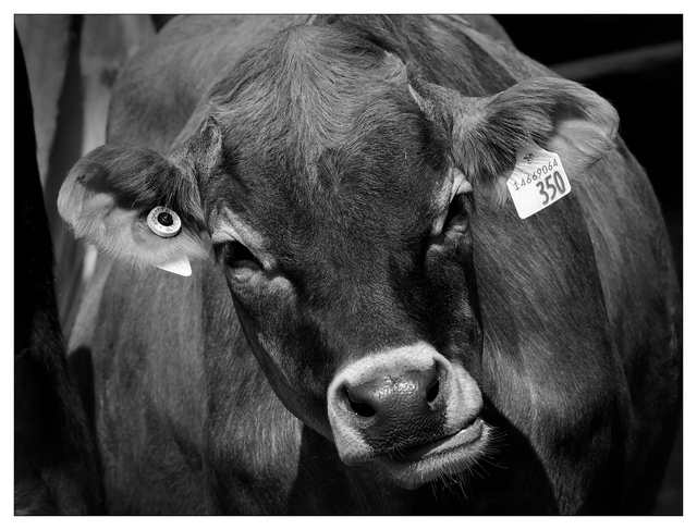 Cheese Farm 2025 15 Black & White and Sepia