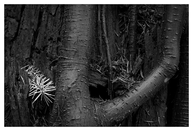 Old Stump 2025 2 Black & White and Sepia