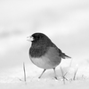 Dark eyed Junco 2025 3 - Black & White and Sepia