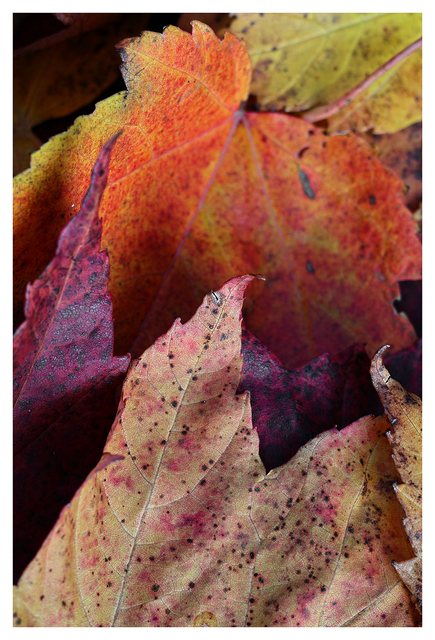 Autumn 2025 18 Close-Up Photography