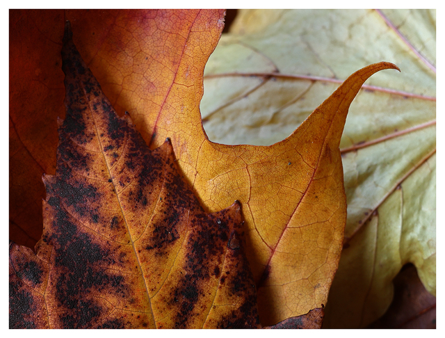 Autumn 2025 21 Close-Up Photography