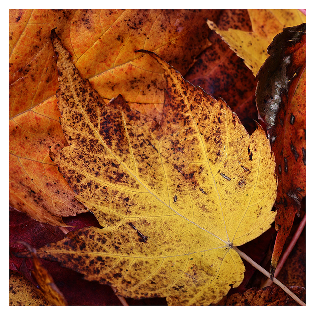 Autumn 2025 22 Close-Up Photography