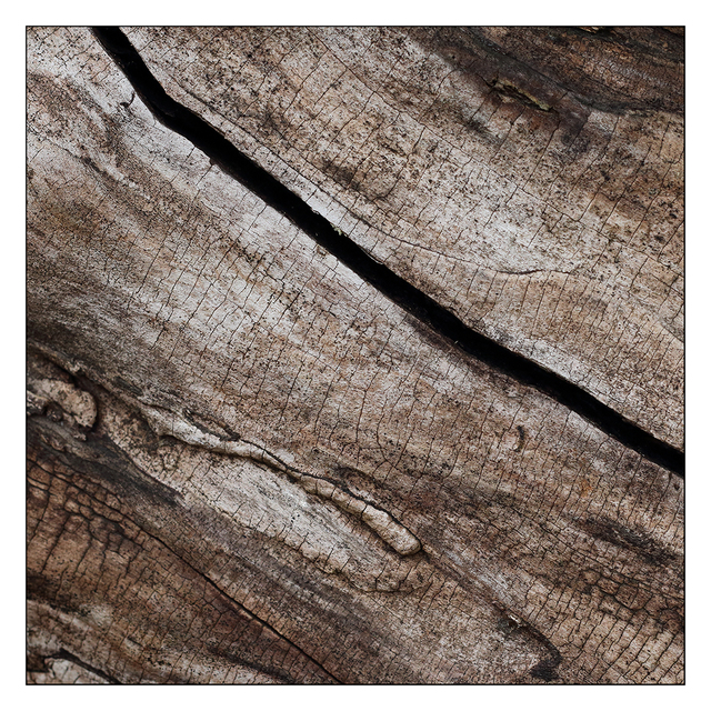 Stump 2025 3 Close-Up Photography