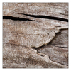 Stump 2025 1 - Close-Up Photography
