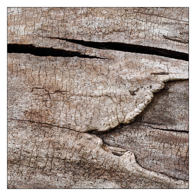 Stump 2025 1 Close-Up Photography