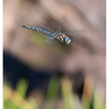 Dragonfly 2025 2b - Close-Up Photography