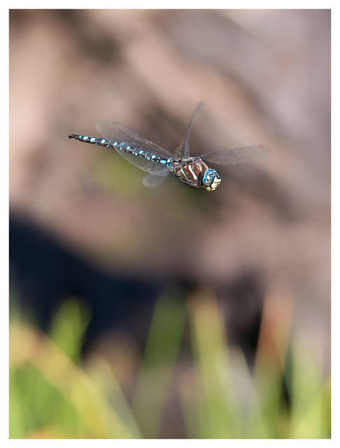 Dragonfly 2025 2b Close-Up Photography