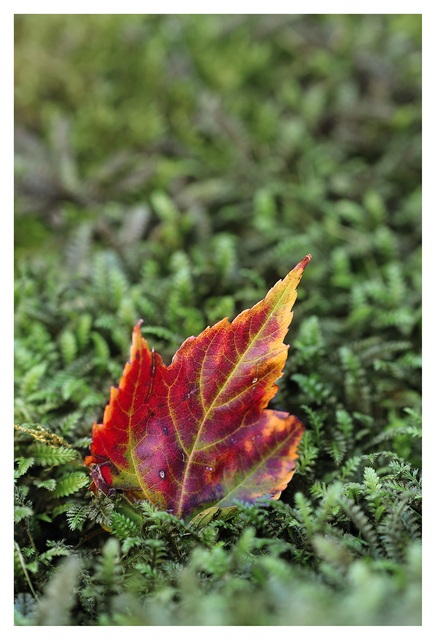 Autumn 2025 1 Close-Up Photography