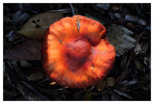 Autumn 2025 8 Close-Up Photography