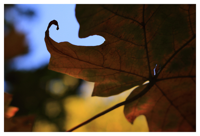 Autumn 2025 4 Close-Up Photography