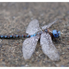 Dragonfly 2025 1 - Close-Up Photography