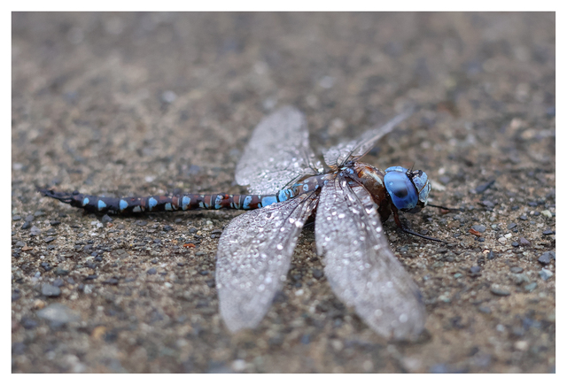 Dragonfly 2025 1 Close-Up Photography