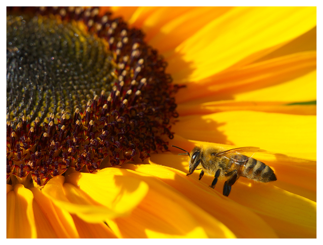 Sunflower Festival 2025 6 Close-Up Photography