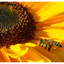 Sunflower Festival 2025 6 - Close-Up Photography