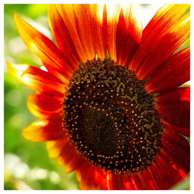 Sunflower Festival 2025 2 Close-Up Photography