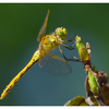 Yellow Dragonfly 2025 3 - Close-Up Photography