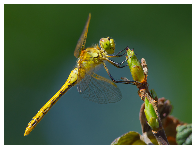 Yellow Dragonfly 2025 3 Close-Up Photography