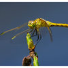 Yellow Dragonfly 2025 2 - Close-Up Photography