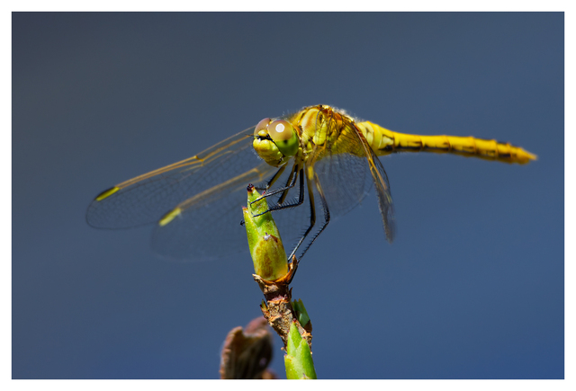 Yellow Dragonfly 2025 2 Close-Up Photography