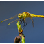 Yellow Dragonfly 2025 2 - Close-Up Photography