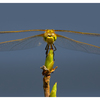 Yellow Dragonfly 2025 1 - Close-Up Photography