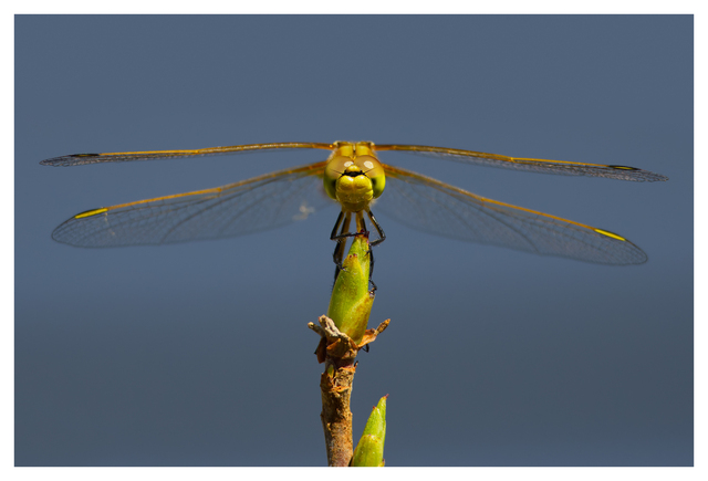 Yellow Dragonfly 2025 1 Close-Up Photography