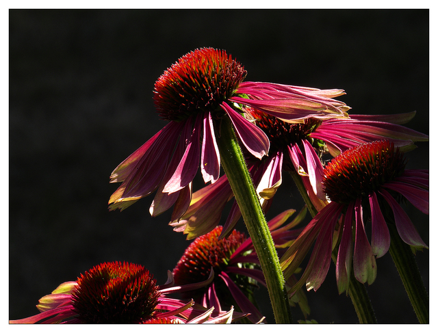 Coneflowers 2025 1 Close-Up Photography
