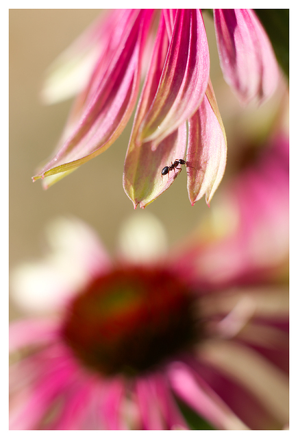 Ant 2025 1 Close-Up Photography