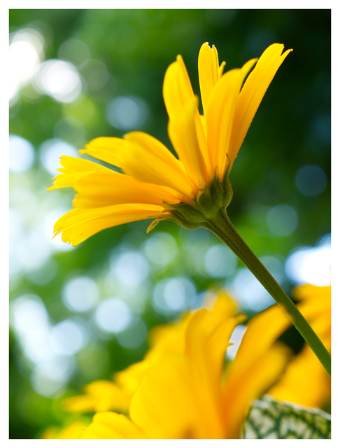 Yellow Flower 2025 1 Close-Up Photography