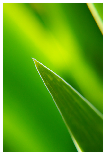Iris 2025 1 Close-Up Photography