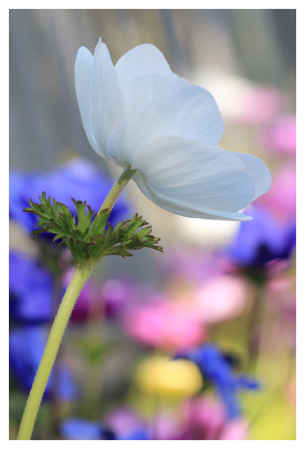 Filberg 2025 15 Close-Up Photography