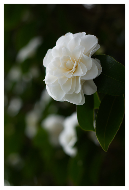 Filberg 2025 5 Close-Up Photography