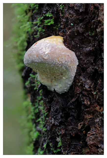 Tree Growth 2025 1 Close-Up Photography