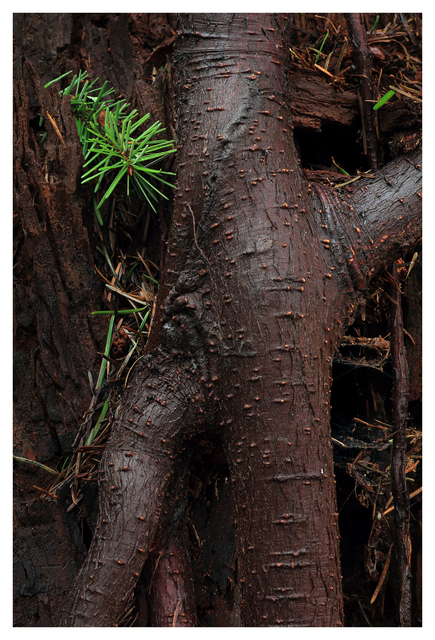 Old Stump 2025 1 Close-Up Photography