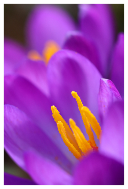 Crocus 2025 2 Close-Up Photography